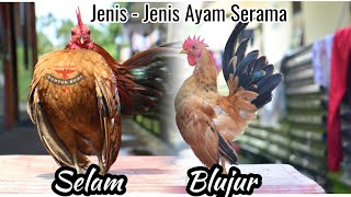 Mengenal Jenis Ayam Serama @RusmadiSoemadji #ayamhias #education