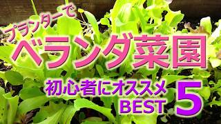 ベランダ菜園を始めよう【初心者にオススメBEST5】プランターで野菜を作る