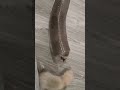 First meeting with new ferret. Первая встреча с новым хорьком