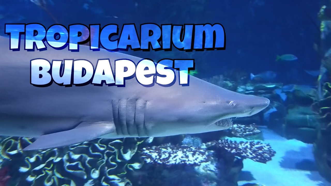 Tropicarium a cápás állatkert Budapest 2025 július