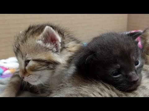 cats inn Kitten Close Up 2017-07-17