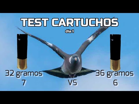 TEST cartuchos para PALOMA Torcaz?