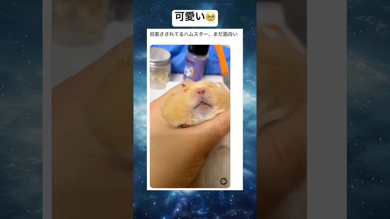 入ってる?www #shorts #おもしろ #ハムスター #ペット #動物