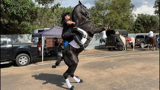 400 Cavaleiros  No Desfile de Cavaleiros De Santa Rita de Caldas Minas Gerais