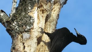 Замедленная съемка. Черный дятел долбит дерево, Black woodpecker chopping wood in slow-mo