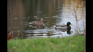 Farm ducks try to fly!!