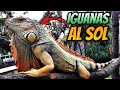 Saqué Al Sol A Todas Mis Iguanas!!!