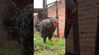 Criação de galinhas caipiras! #galinhascaipira #galinhasdequintal #sitio #fazenda #chocadeira
