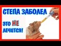 ЗАБОЛЕЛ ХОМЯЧОК СТЕПАШКА / ХОМЯК БОЛЕЕТ / СТЕПУ УЖЕ НЕ ВЫЛЕЧИТЬ....