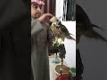 صقر وكري فرخ سوداني صقر وكري فرخ سوداني