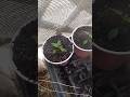 Growing Chili plants in potting soil #garden #plants #chiliplants