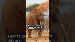 How Kenya’s Last Living Super Tuskers Are Escaping Poachers How Kenya’s Last Living Super Tuskers Are Escaping Poachers