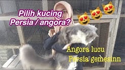 Kalian mau pelihara KUCING PERSIA atau ANGORA ?? KENALAN YUK!! - Durasi: 8.13. 