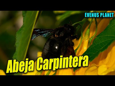 Video: ¿Dónde viven las abejas carpinteras?