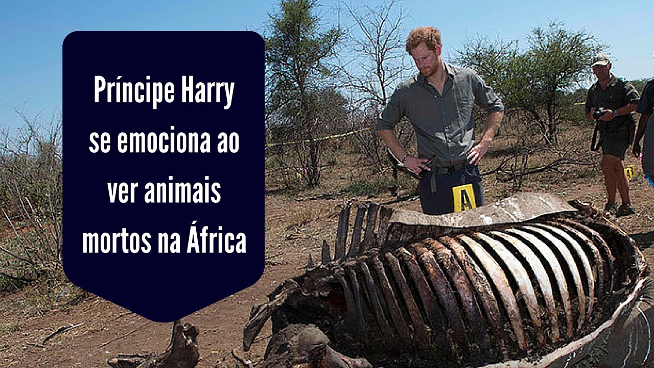 Príncipe Harry se emociona ao ver animais mortos na África