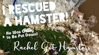 I Rescued a Hamster 🐹! // meet my new roborovski hamster 💕