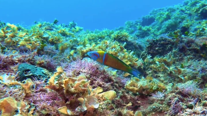 Spot - Dance Under The Sea - by Antonio Maria Cort...