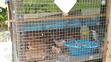 JAVA SPARROW and FINCHES Bathing🚿 video