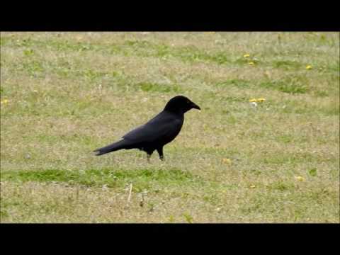カラス、虫捕食　20170501