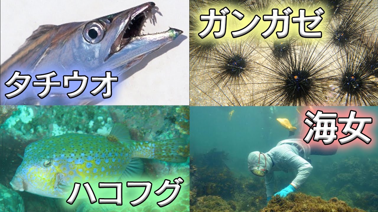 スプラトゥーン2 ステージ名の魚の元ネタ一覧を調べてみた 解説 Splatoon2 Youtube