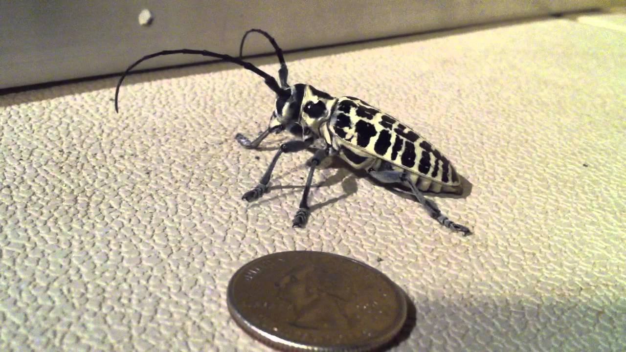 Cottonwood Borer YouTube