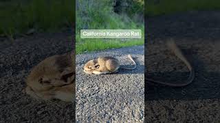 We saw a baby Southern Pacific Rattlesnake, a Kangaroo Rat￼, and a Brush Rabbit on our evening hike.