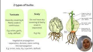 PROPAGATION BY SPECIALIZED STEMS & ROOTS (INTRODUCTION AND BULBS)