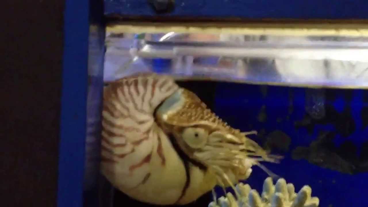 生きる化石 オウム貝の捕食行動 まさにナウシカ In かすみがうら市水族館 Youtube