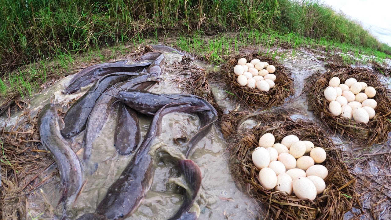 Top video best hand fishing - a man pick eggs and catch a lot of in mud water in rice field by hand