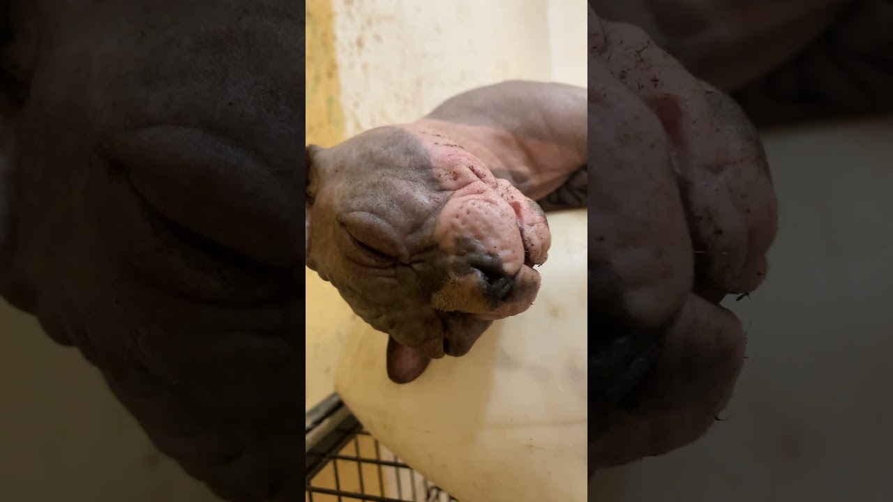 Sphynx Sleeping #sphynx #zoekitten #sphynxlove #kitten #cat