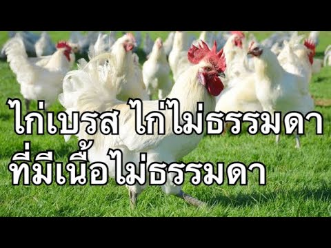 หลังจบละครทางหน้าจอทีวี สามารถรับชมได้อีกครั้งทันทีเวลาเที่ยงคืน 2 ช่องทาง - ในไทย ทาง www.mello.me/. 