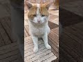 بزون ينطق باسم عمو