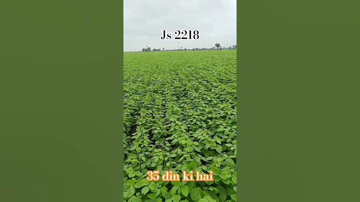 soybean variety js 2218🌱🙏#soyabean #farming #shortvideo