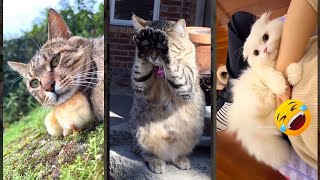 Cat Lover 😾 Will Cheer you Up 🐈‍⬛ #funanimals Part 7731