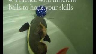 Redtail Catfish Arrives at The Deep