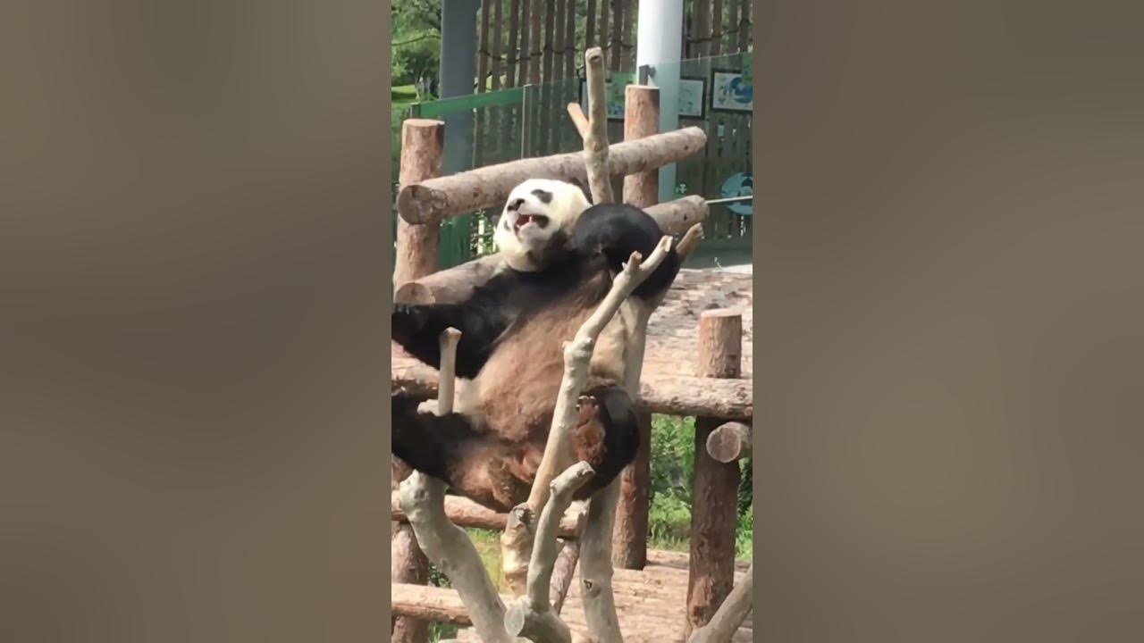 The panda fell down confused - YouTube