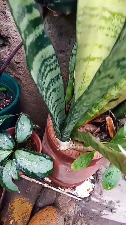 Download lagu My Plants ❤️ #plants #loveplants #shorts #plantitos