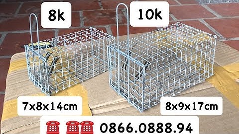 Bẫy chuột đường mòn giá rẻ.