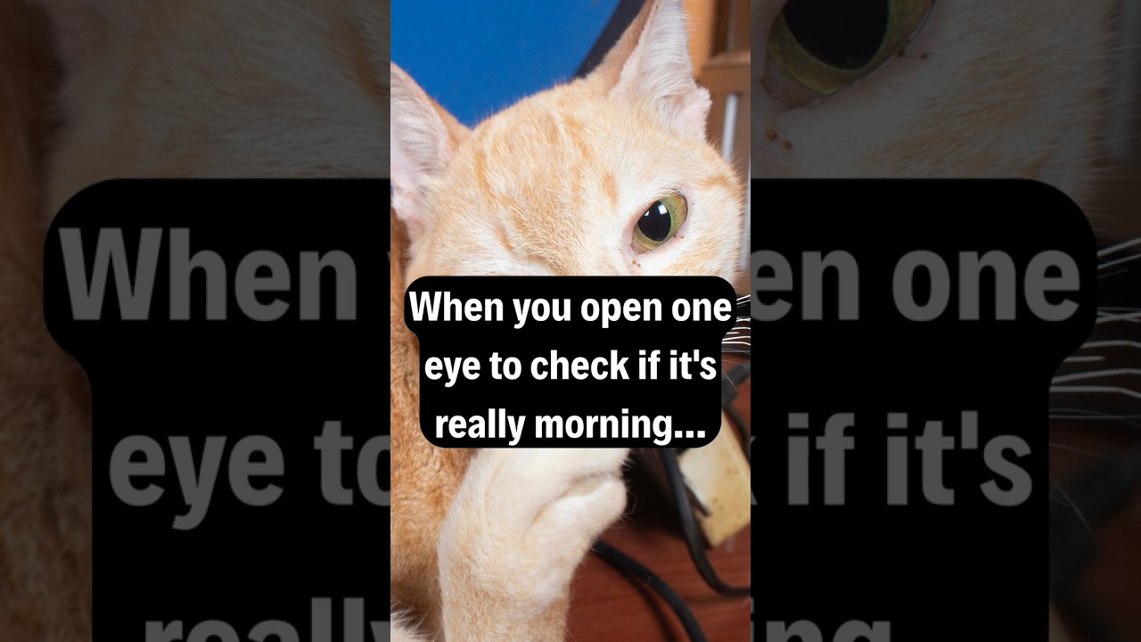 POV: When You Open One Eye to Check if It's Really Morning 😴