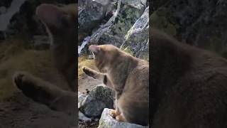 Кот альпинист