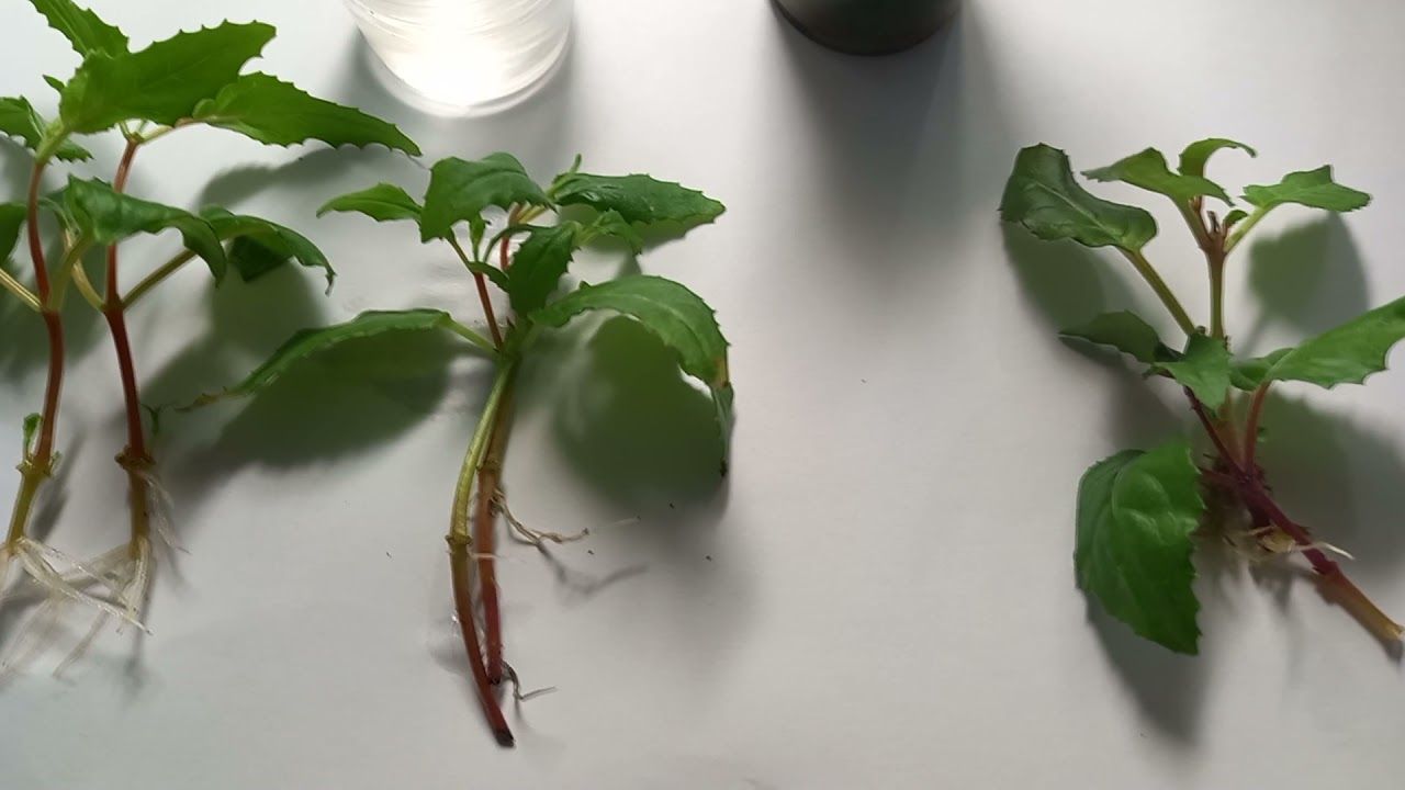 МОХ СФАГНУМ . РЕЗУЛЬТАТЫ УКОРЕНЕНИЯ ЧЕРЕНКОВ БЕГОНИИ И ФУКСИИ .