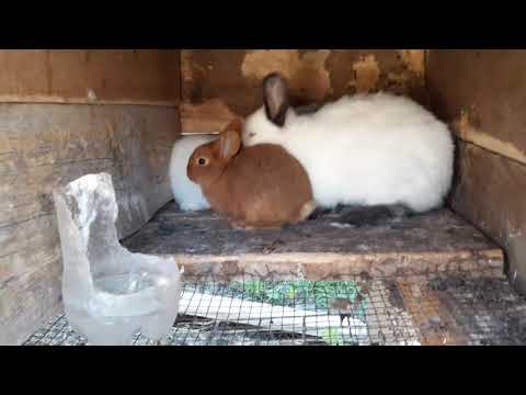 მირჩიეთ რა ვუშველო ..?  + წითელი ზელანდიურის დედალი Ბაჭია