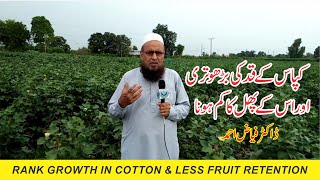 Rank growth in cotton & less fruit retention