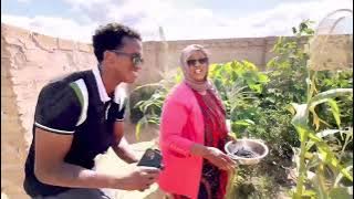 BEERO OO TABCO KUNA NASO KU  RAAXAYSO KU CIIL BAX KASOOBAX CIDNA KU DHIHI MAYSO