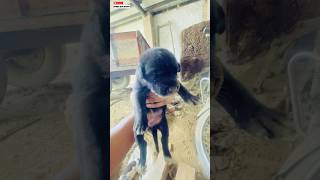 New Born Puppies ? | #201 | #shorts #minivlog #dog