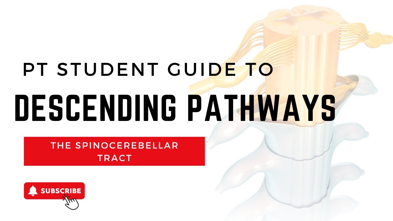 The Spinocerebellar Tract: Everything PT and PTA students need to know ...