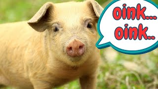 Pig Sounds & Facts for Kids by Nowuwu 62,418 views 1 year ago 4 minutes, 17 seconds