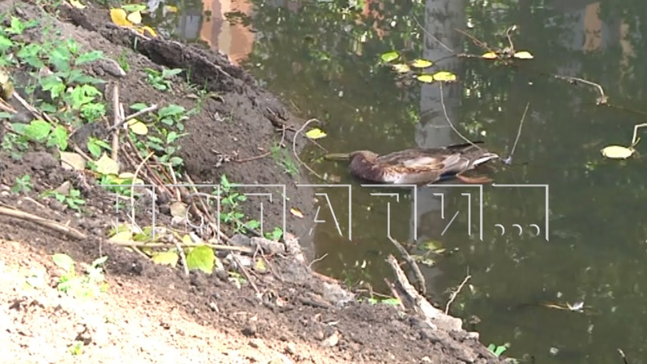 Массовый падеж уток, начавший на озере в Канавинском районе ...