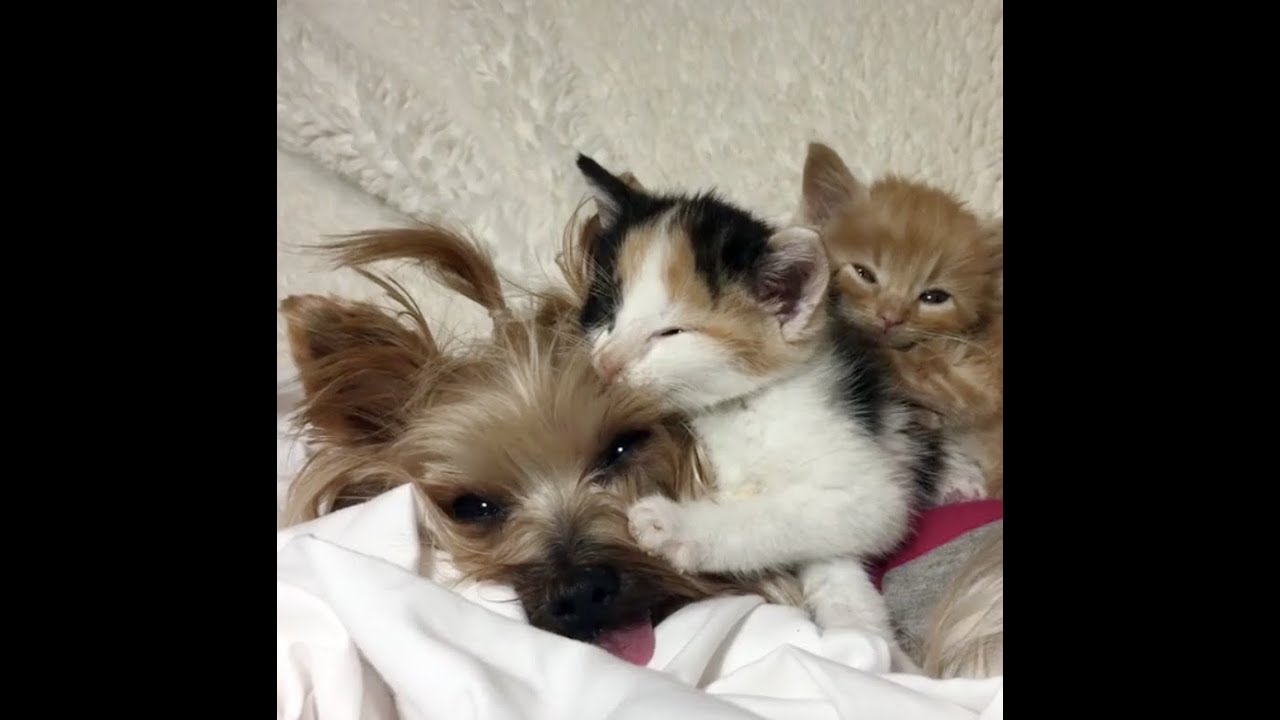 Orphaned Kittens Gravitate to Therapy Dog and Think She's Their Mom sweetwater