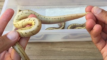 CLUTCH #8 EGG CUTTING VIDEO